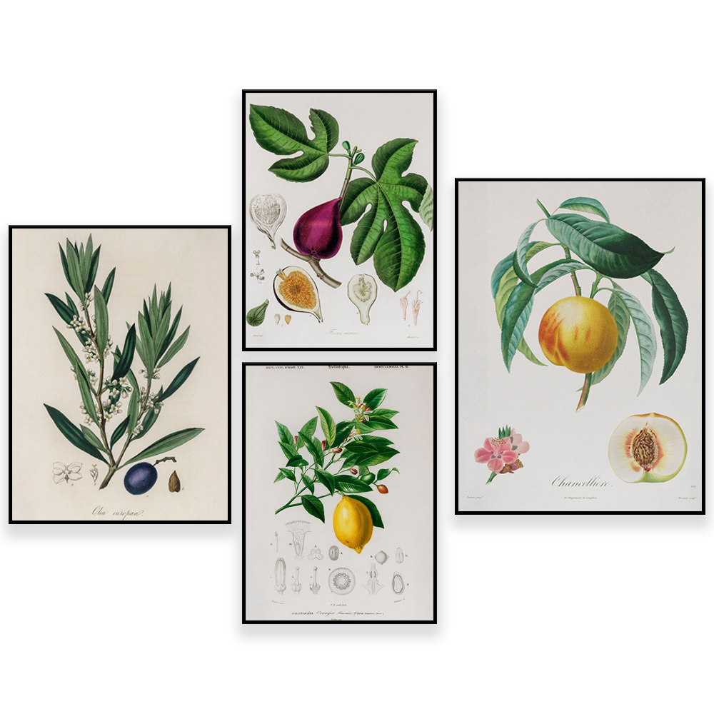 Plant Jackfruit - Ilustracja Medyczna Botany Vintage - Owoce
