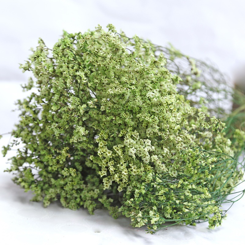 Naturalne świeże suszone zakon – Plant Parent Gifts recenzja i cena