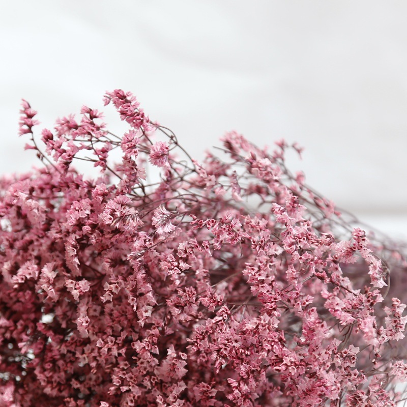 Naturalne świeże suszone zakon – Plant Parent Gifts recenzja i cena